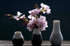 sakura cherry blossom icon